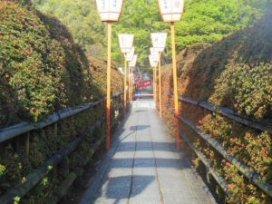 長岡天満宮のキリシマツツジ