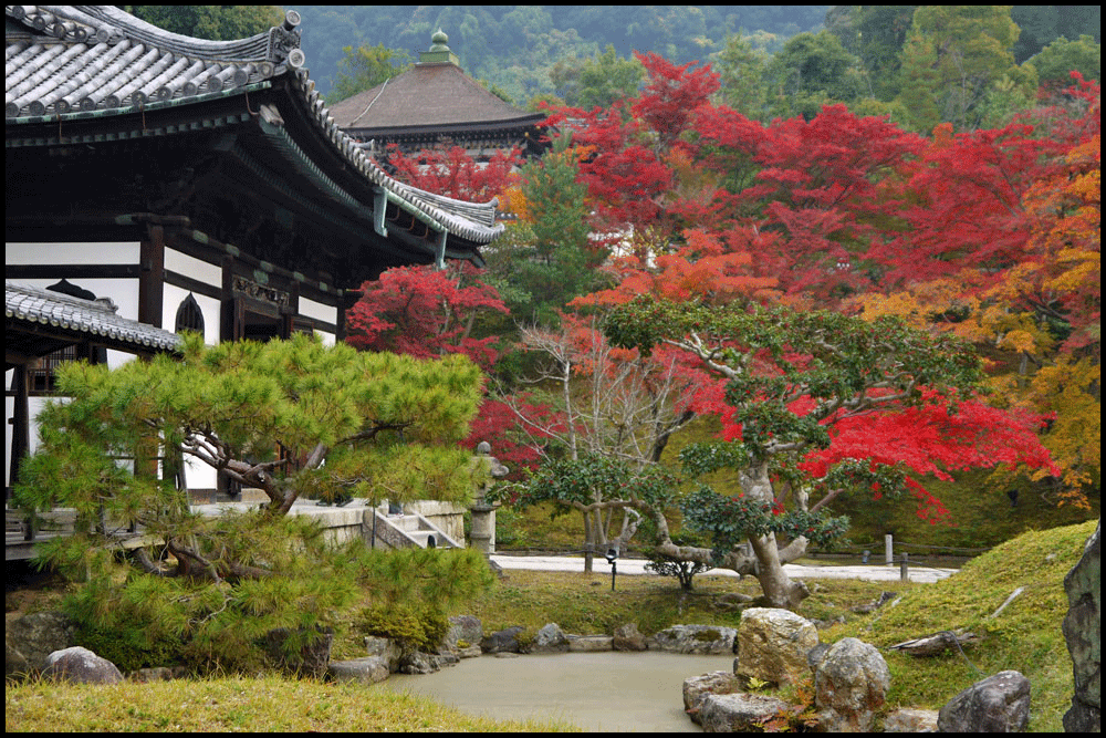 高台寺の紅葉