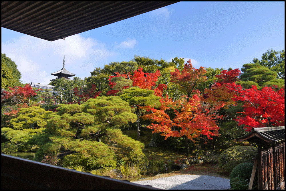 仁和寺の御殿庭園の紅葉