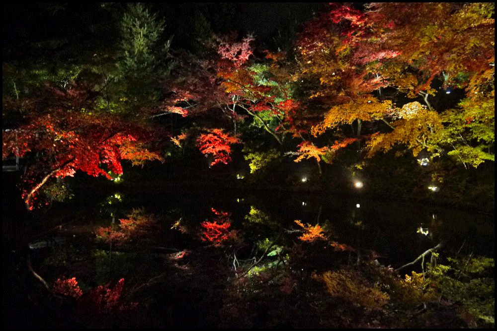 高台寺の紅葉の夜間特別拝観・ライトアップ