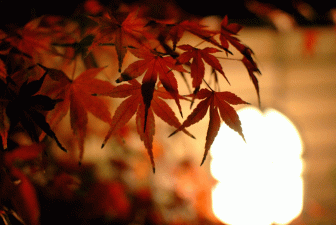 嵐山花灯路の紅葉