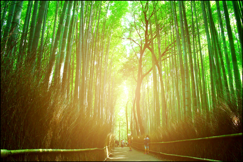 嵐山の竹林の道f03アイキャッチ画像