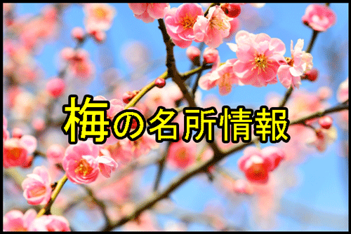 梅の花の名所情報