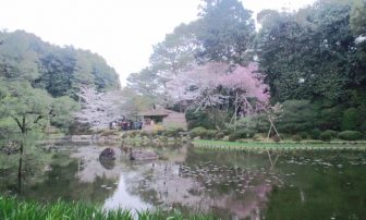 平安神宮の神苑の桜