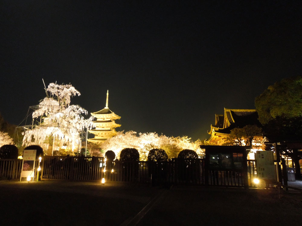 東寺の桜19の開花状況や見ごろ ライトアップや混雑情報も まったりと和風