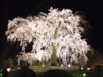 円山公園の夜の枝垂れ桜