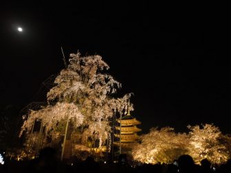 ライトアップされる東寺の不二桜と五重塔