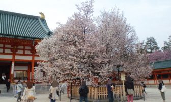 平安神宮の左近の桜