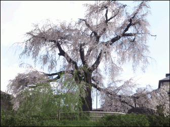 円山公園の昼の枝垂れ桜