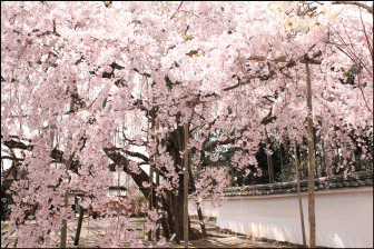 醍醐寺三宝院近くの桜