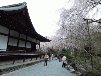 天龍寺多宝殿の桜
