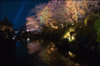 清水寺の桜の夜間ライトアップ