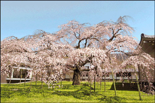 醍醐寺の桜アイキャッチ画像