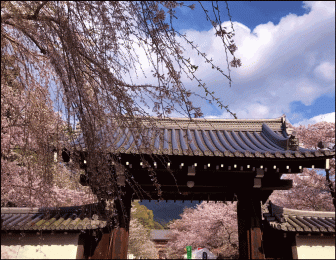 醍醐寺総門の桜