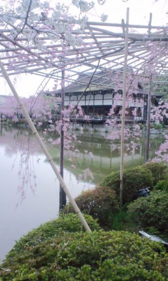 平安神宮の神苑の桜