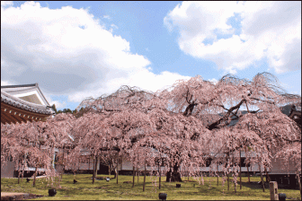 醍醐寺霊宝館近くの桜