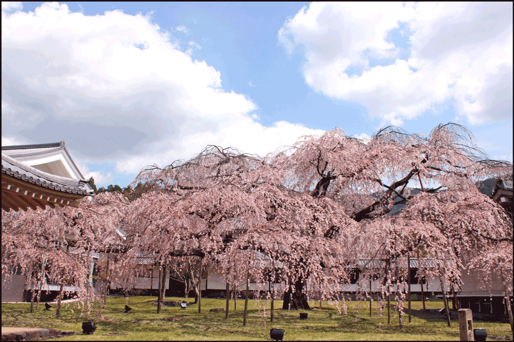 醍醐寺霊宝館近くの桜