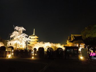 桜の見ごろにライトアップされる東寺の境内