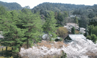 南禅寺三門の楼上からの桜