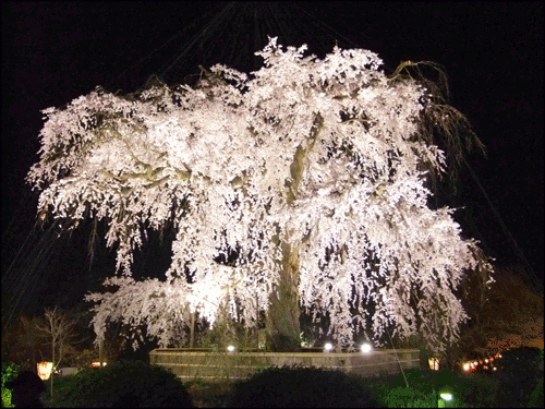 円山公園の枝垂れ桜のアイキャッチ画像