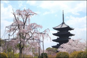 東寺の不二桜と五重塔