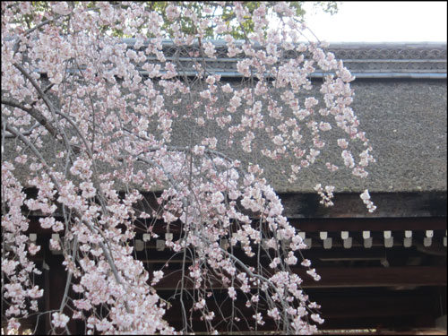 平野神社の桜のアイキャッチ画像