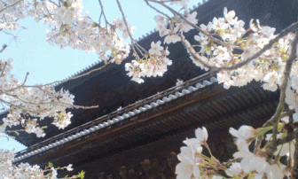 南禅寺の桜アイキャッチ画像