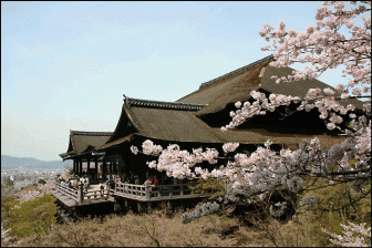 清水寺本堂舞台の桜