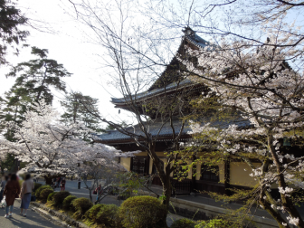 南禅寺法堂の桜