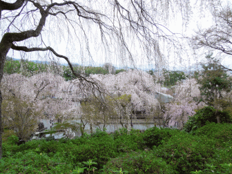 天龍寺庭園の桜