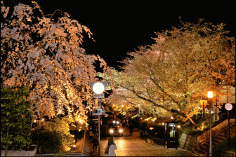 ライトアップされる高台寺周辺の桜