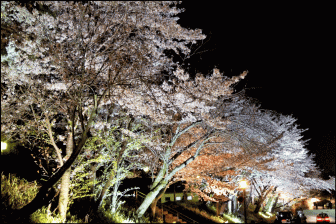 高台寺周辺のライトアップされる桜