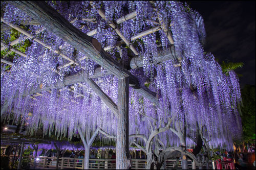 亀戸天神社の藤のライトアップのアイキャッチ画像