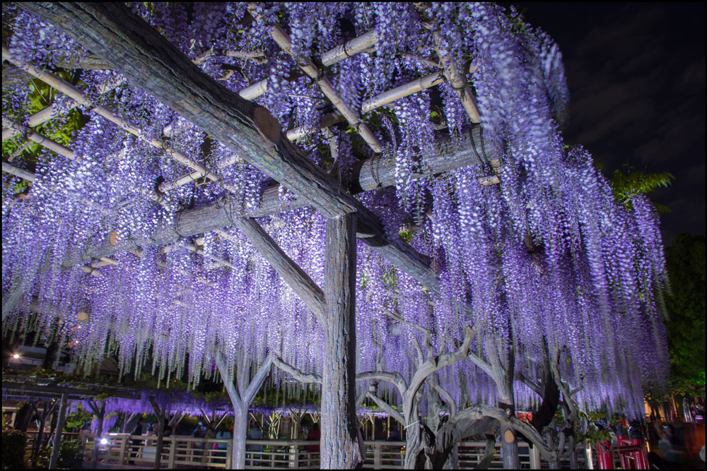 東京都の藤棚 藤の花の名所は 19の開花情報や見頃時期 まったりと和風