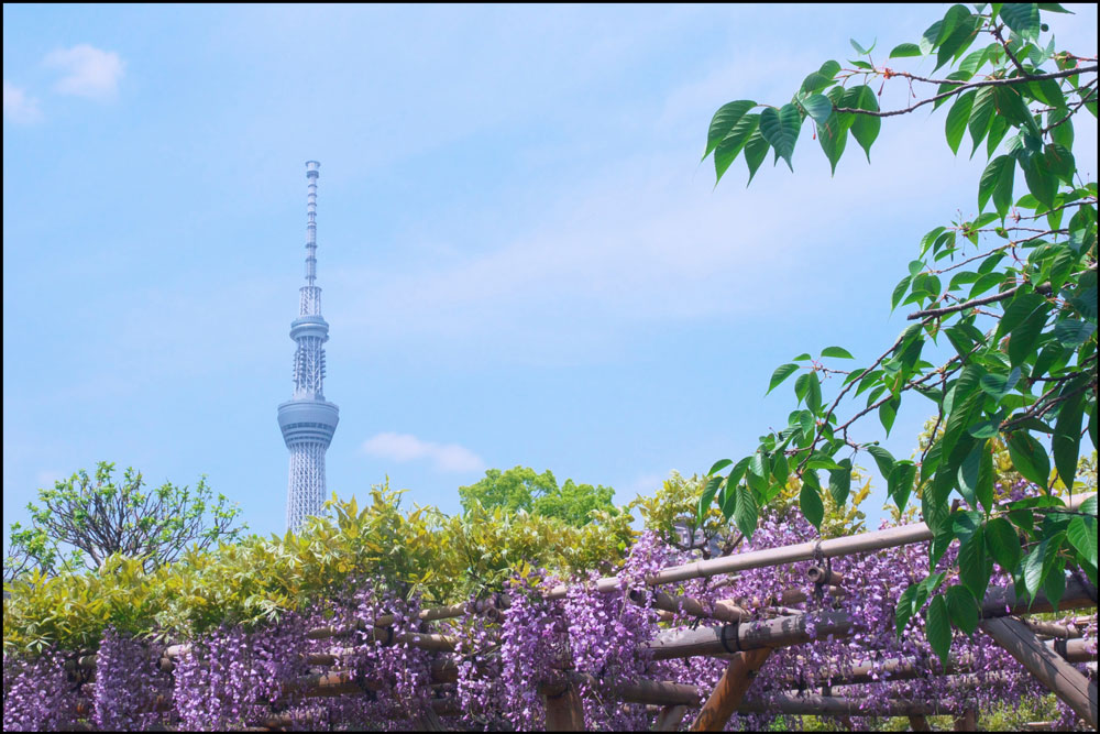 亀戸天神社の藤棚 藤の花の見頃19 開花状況や混雑情報 まったりと和風