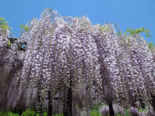 白井大町藤公園の藤の花アイキャッチ画像