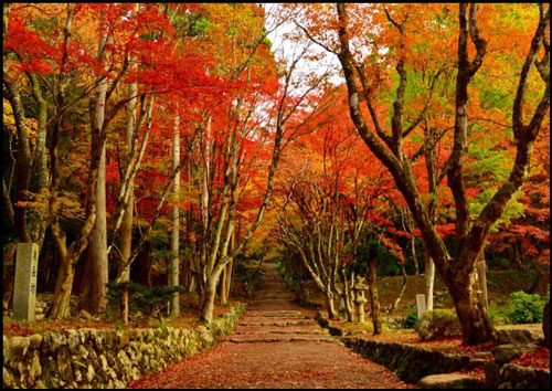 鶏足寺の紅葉のアイキャッチ画像
