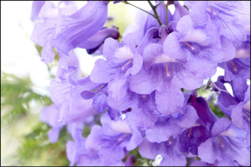 ジャカランダの花のアイキャッチ画像