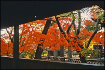 本土寺の紅葉