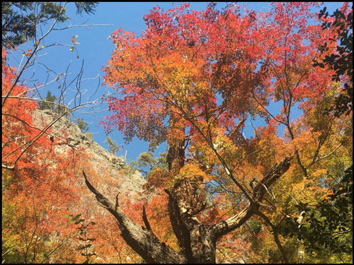 鳳来寺山の紅葉のアイキャッチ画像