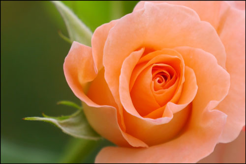 バラの花のアイキャッチ画像