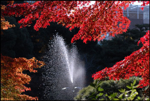 日比谷公園の紅葉のアイキャッチ画像