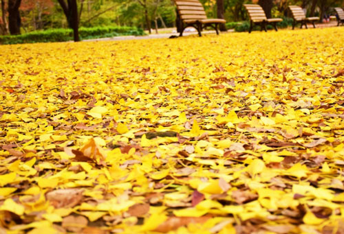 代々木公園の紅葉アイキャッチ画像
