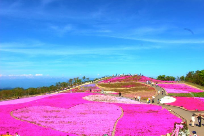 すべての美しい花の画像 ラブリー花 見頃 東海