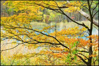 五色沼湖沼群の紅葉