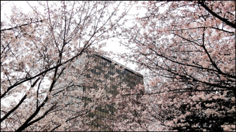 小倉城／勝山公園の桜
