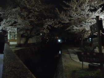哲学の道の夜桜