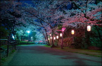 和歌山城の夜桜ライトアップ