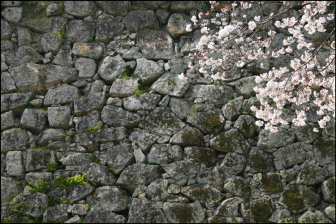 津山城の石垣と桜