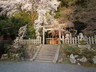 大豊神社の社殿と桜